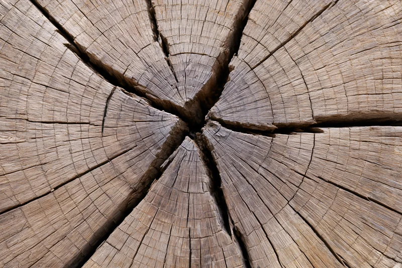 Close-up of a cut tree trunk cross-section showing radial cracks and growth rings