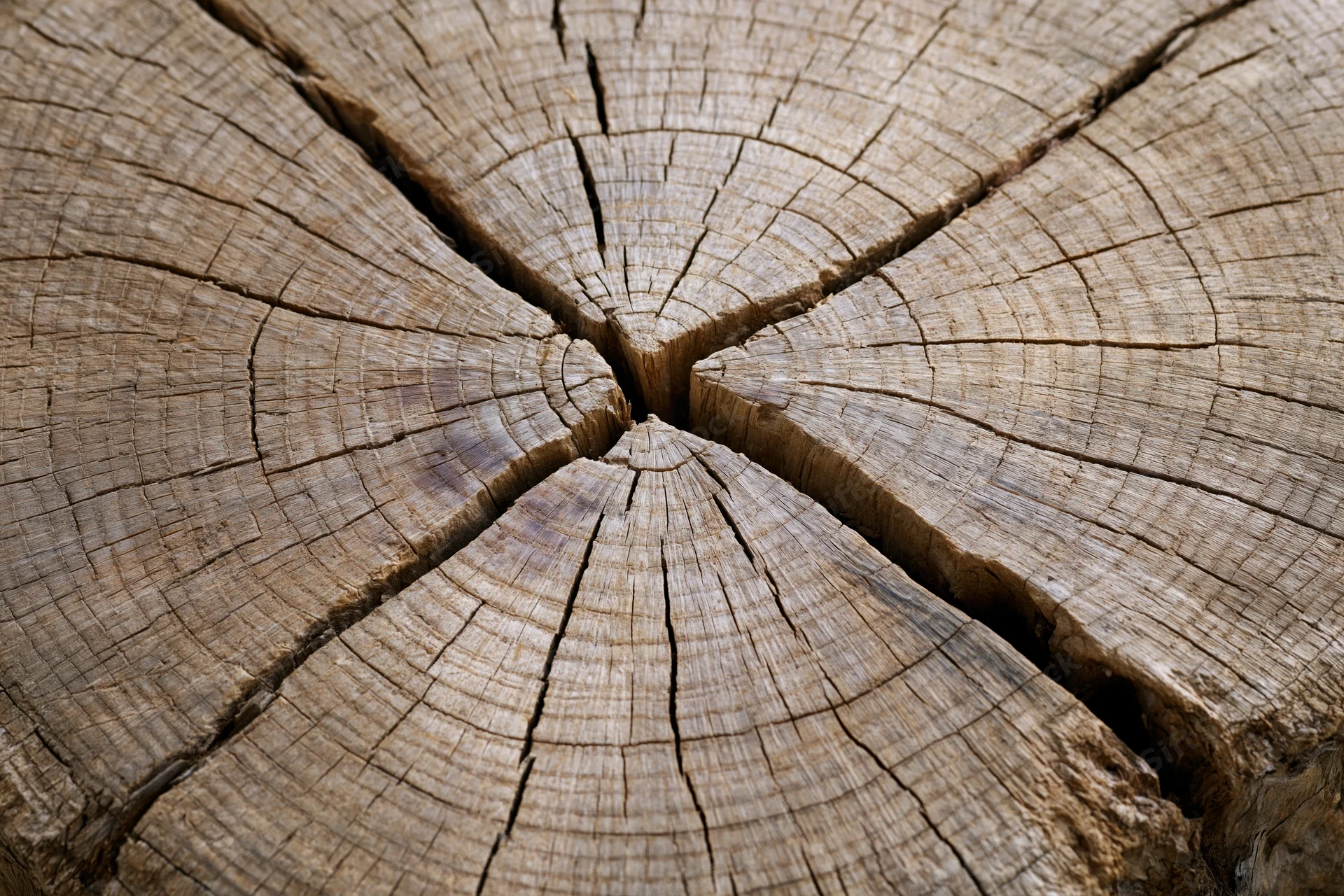 Close-up of a cut tree trunk cross-section showing cracked wood grain and growth rings