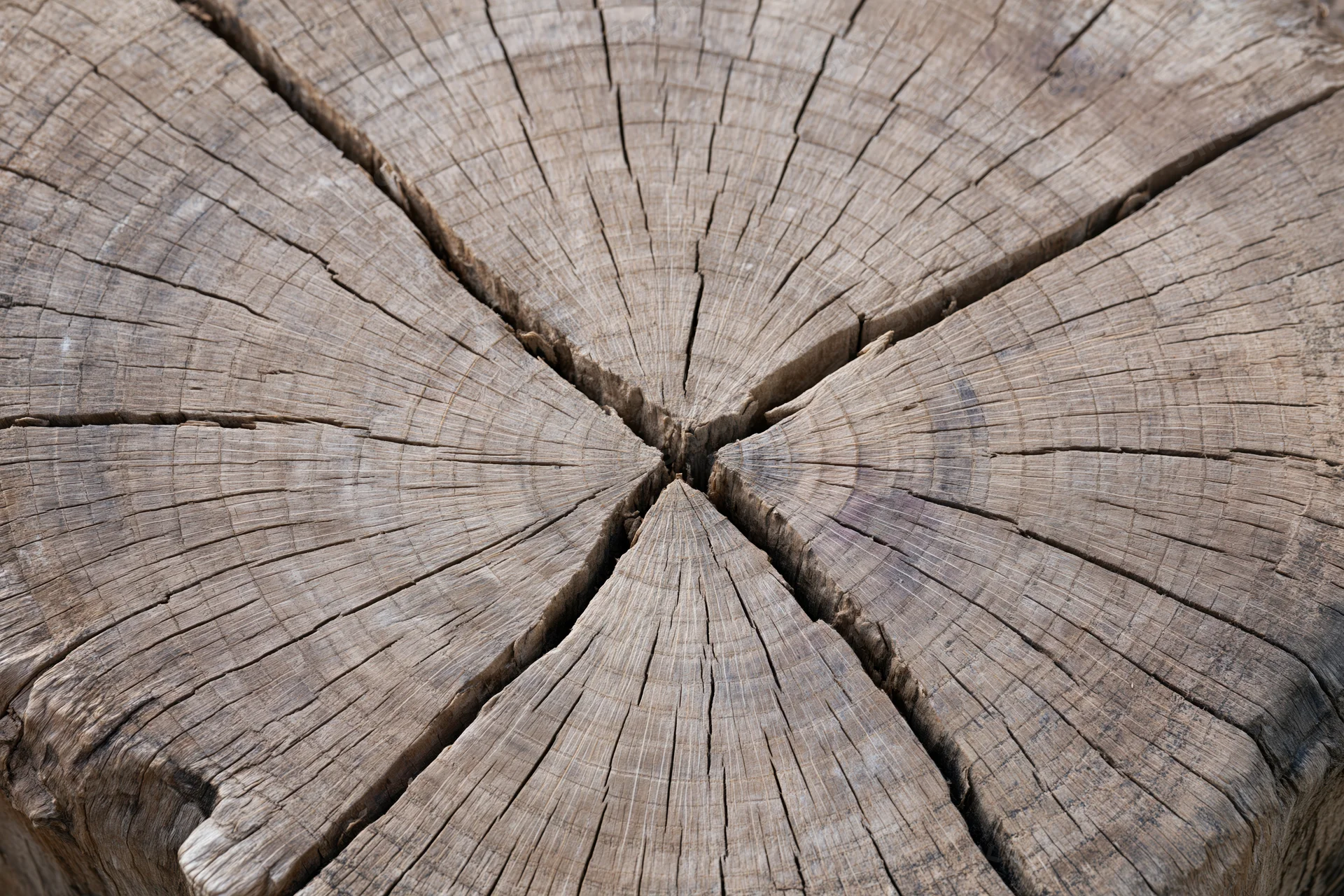 Close-up of a cut tree trunk cross-section showing radial wood grain and cracks