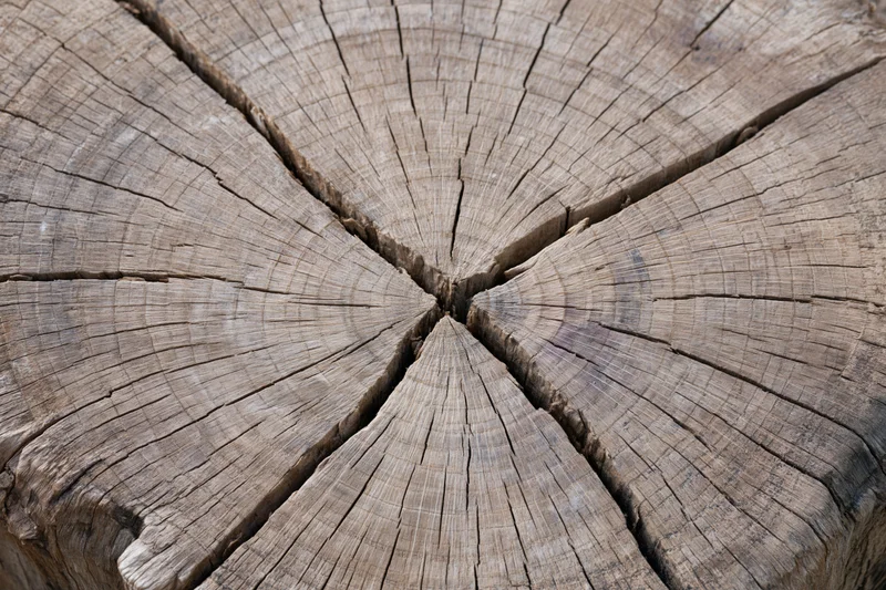 Close-up of a cut tree trunk cross-section showing radial wood grain and cracks