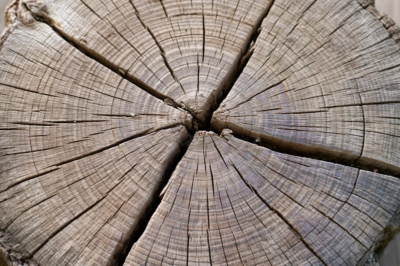 Cross-section of a cut tree trunk showing growth rings and cracked wood texture
