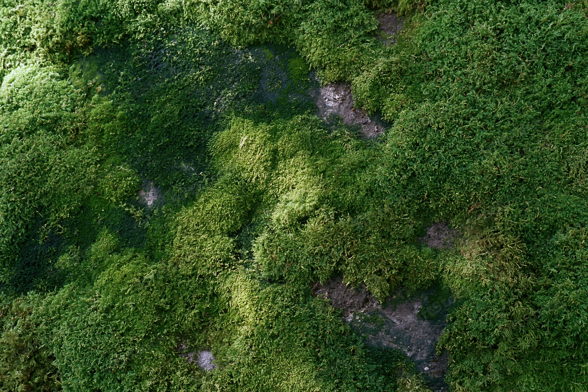 Dense green moss covering a stone surface in a natural outdoor setting