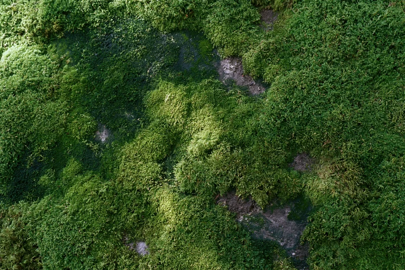Dense green moss covering a stone surface in a natural outdoor setting