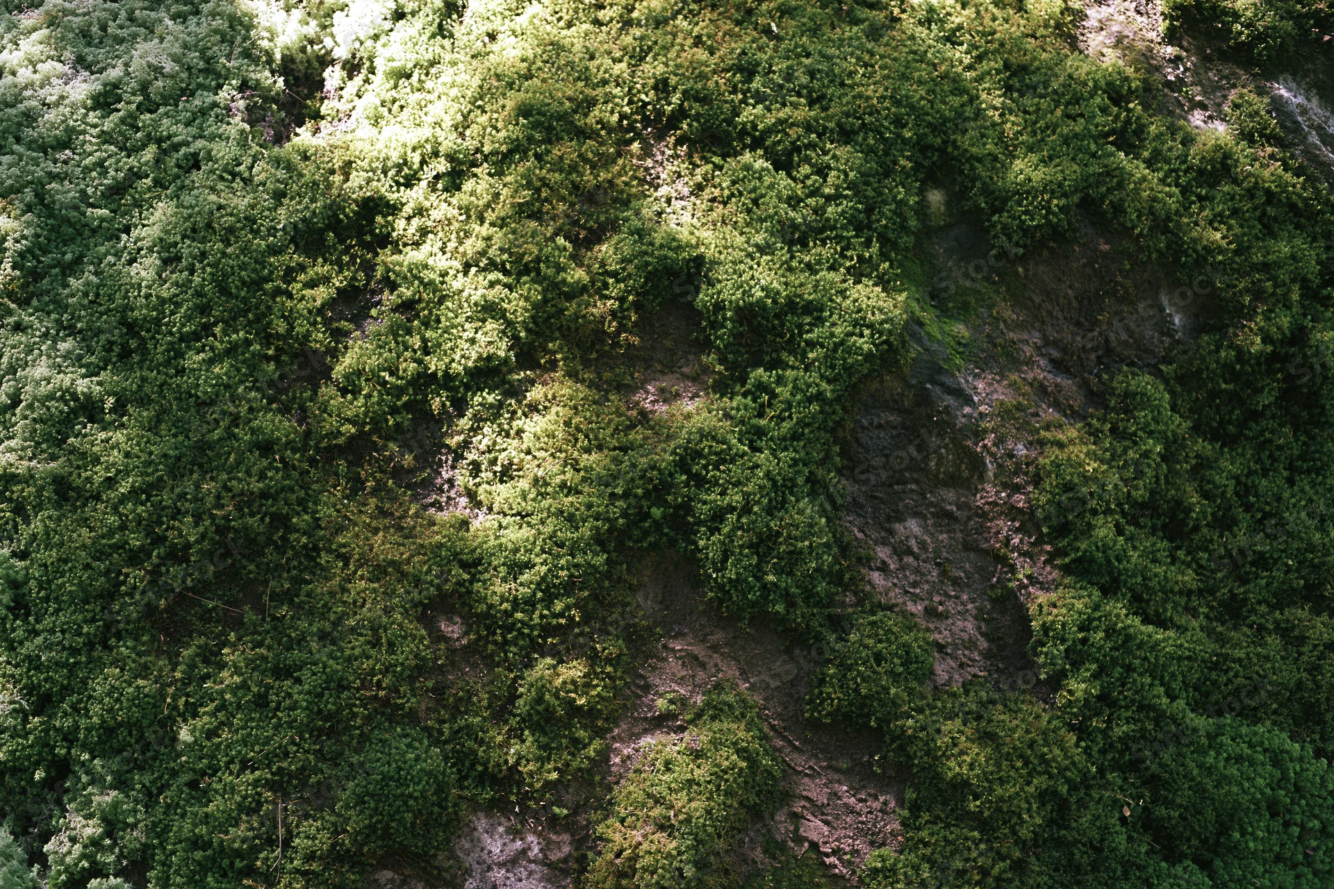 Dense green moss covering rocky surface in natural outdoor setting