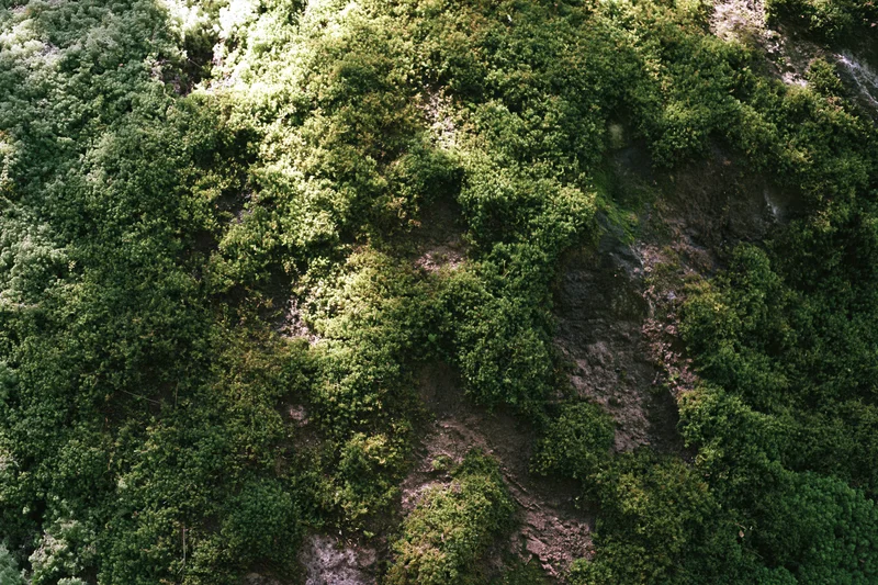 Dense green moss covering rocky surface in natural outdoor setting
