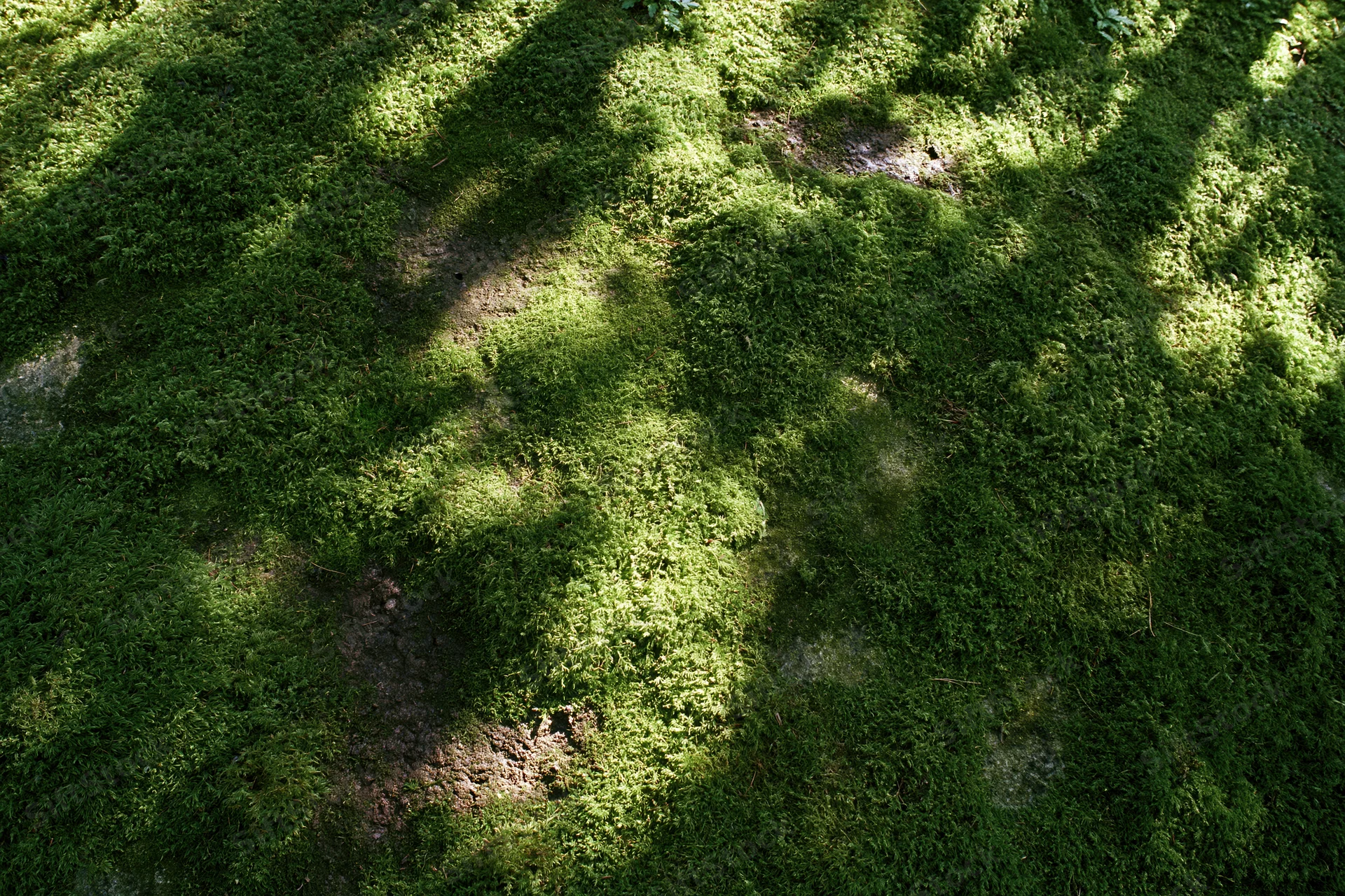 Dense green moss covering a stone surface in dappled sunlight