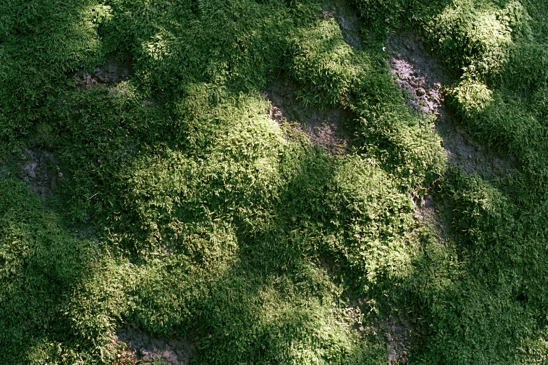 Dense green moss covering a stone surface in natural outdoor setting