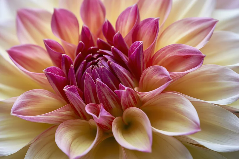 Close-up of a dahlia bloom with layered pink and yellow petals filling the frame