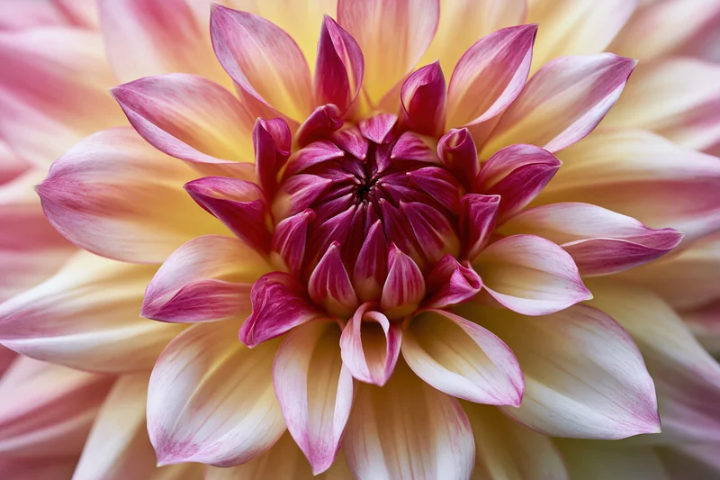 Close-up of a dahlia bloom with pink and yellow petals filling the frame