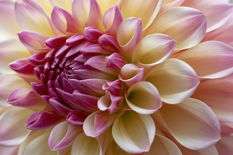 Close-up of a dahlia bloom with pink and purple petals radiating from a dense center