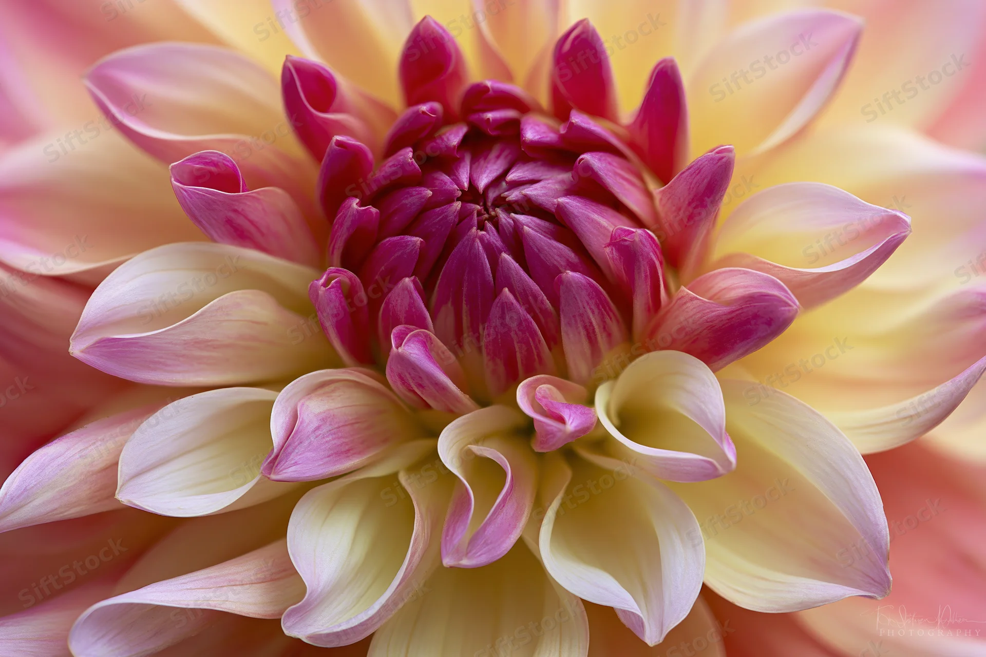 Close-up of a dahlia bloom with pink and yellow petals filling the frame