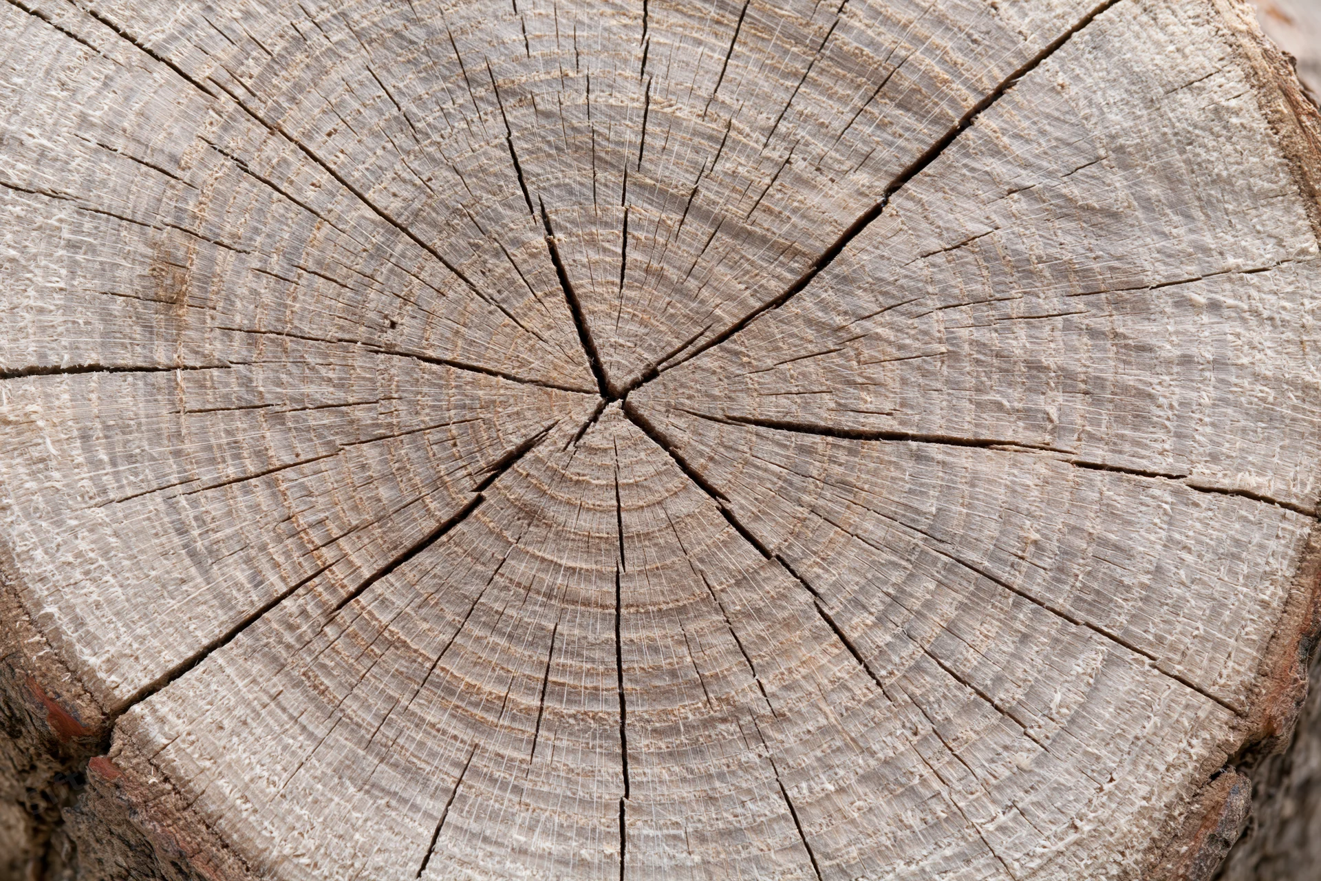 Close-up of a freshly cut tree stump showing growth rings and cracked surface