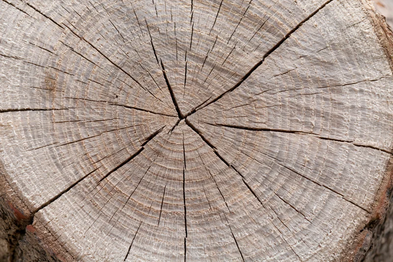 Close-up of a freshly cut tree stump showing growth rings and cracked surface