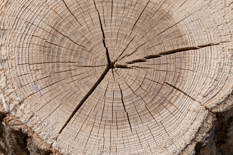 Close-up of a freshly cut tree stump showing growth rings and cracked surface
