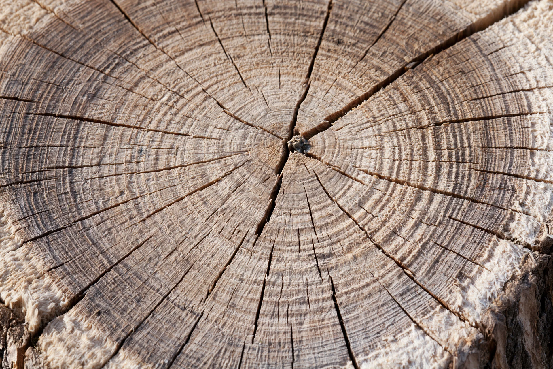 Close-up of a freshly cut tree stump showing growth rings and cracked wood surface