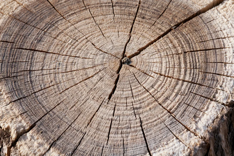 Close-up of a freshly cut tree stump showing growth rings and cracked wood surface