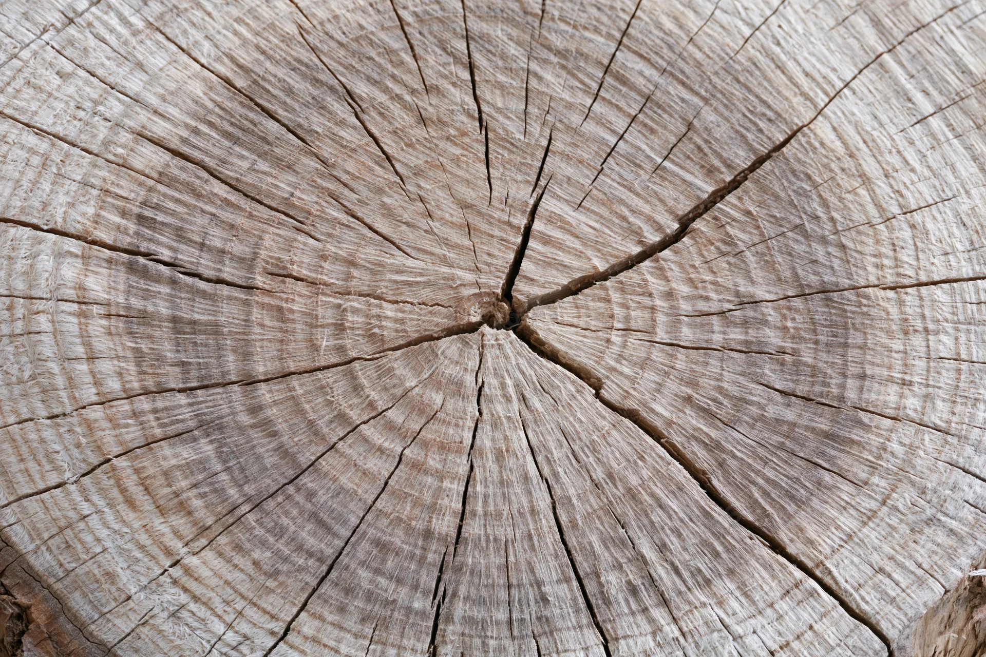 Close-up of a freshly cut tree stump showing growth rings and cracked wood surface