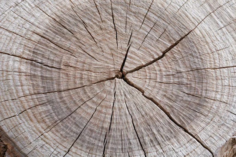 Close-up of a freshly cut tree stump showing growth rings and cracked wood surface