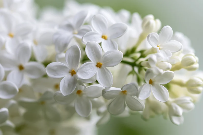 Close-up of white lilac flower cluster in full bloom with soft green background