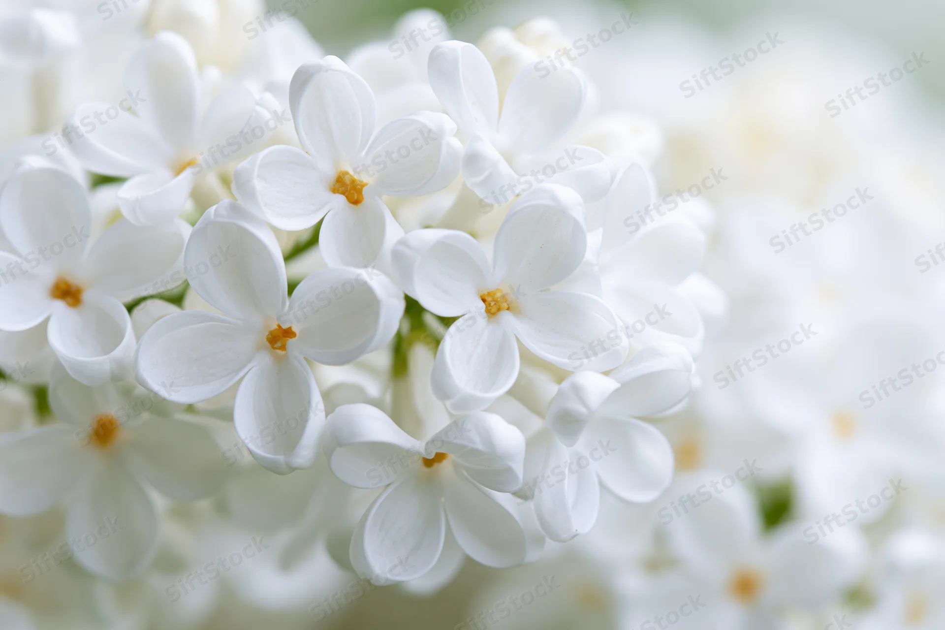 Close-up of white lilac flower cluster in full bloom outdoors