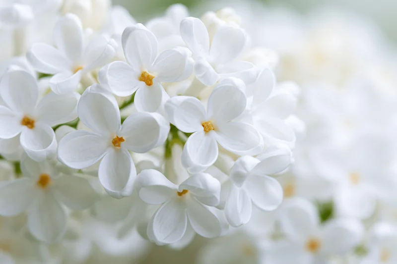 Close-up of white lilac flower cluster in full bloom outdoors