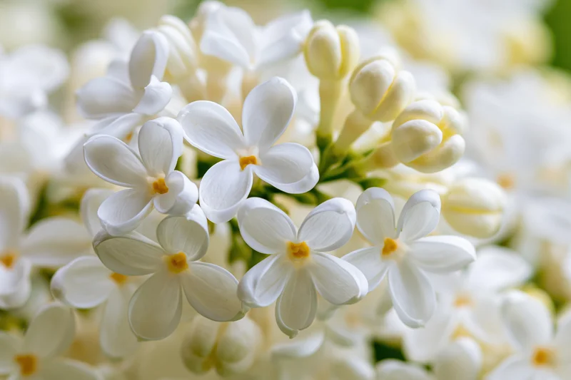 Close-up of white lilac flower cluster in full bloom with soft focus background