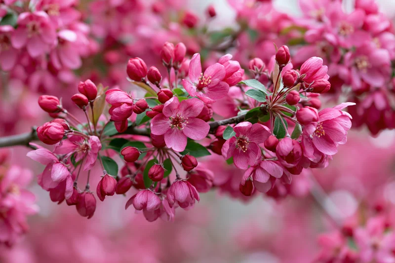 Close-up of a flowering crabapple branch with deep pink blossoms and buds in spring