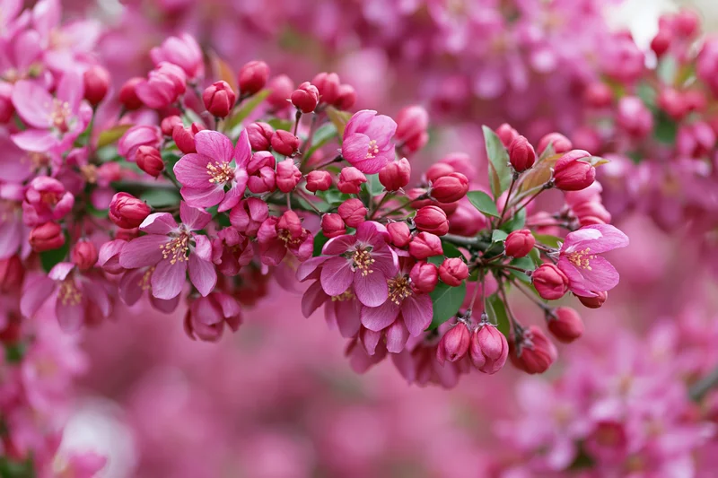 Close-up of a flowering crabapple branch with deep pink blossoms and buds in spring garden