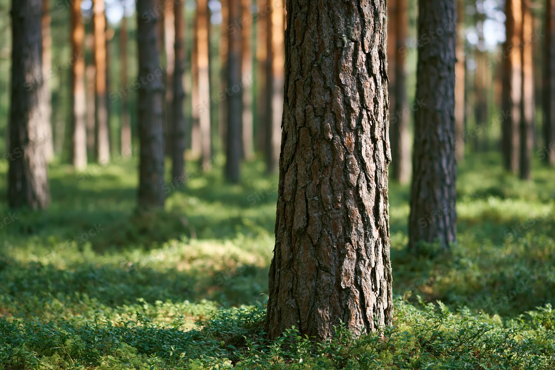 Close-up of a pine tree trunk in a boreal forest with dappled sunlight on the forest floor