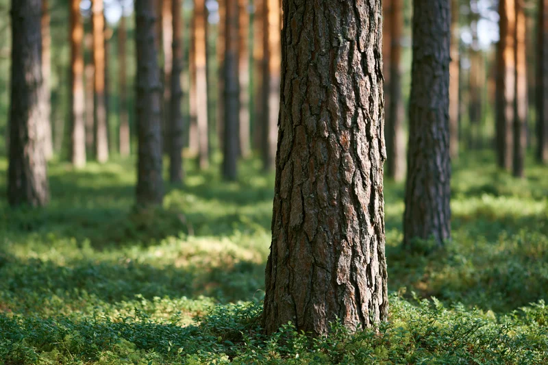 Close-up of a pine tree trunk in a boreal forest with dappled sunlight on the forest floor