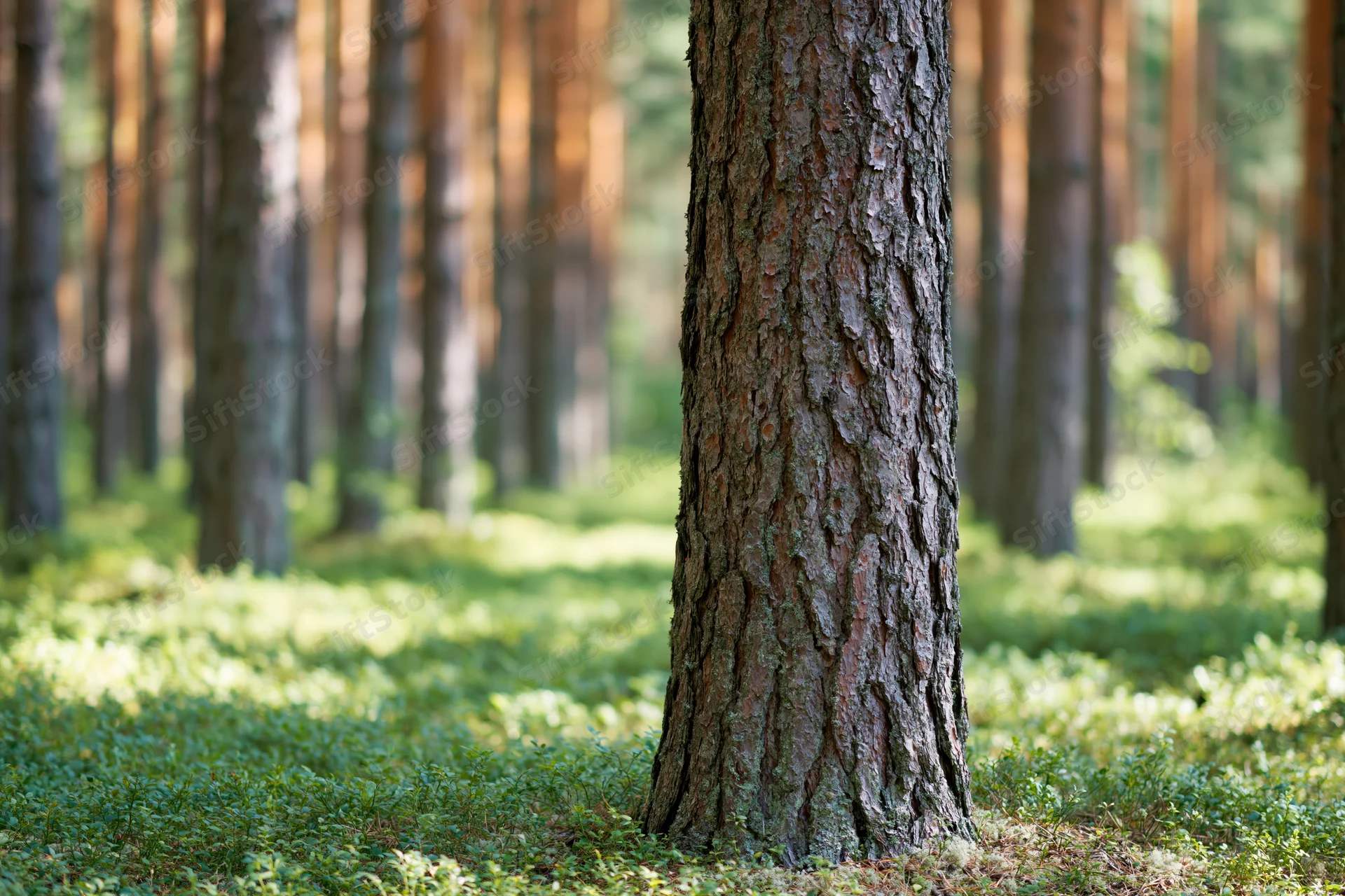 Close-up of a pine tree trunk in a boreal forest with dappled sunlight on the forest floor
