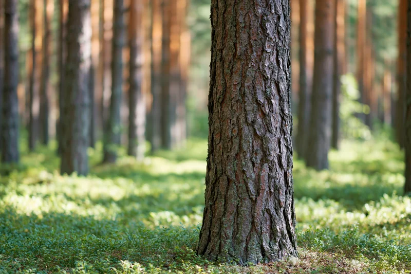 Close-up of a pine tree trunk in a boreal forest with dappled sunlight on the forest floor