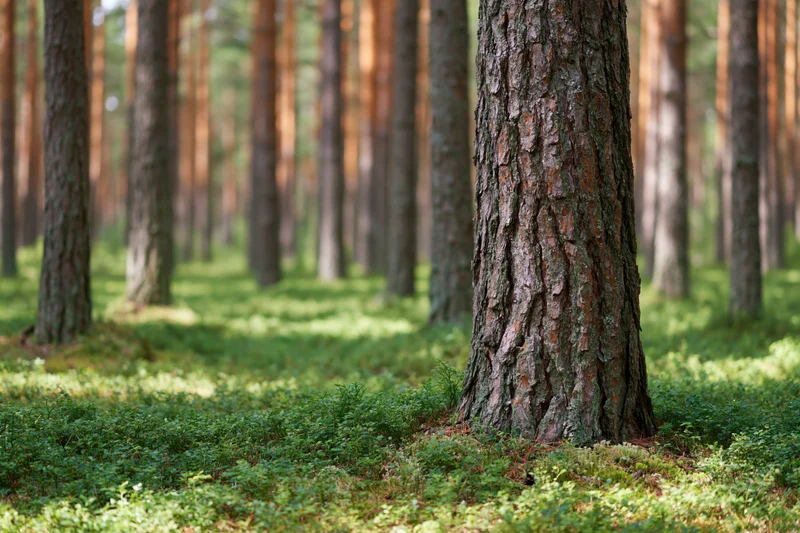 Close-up of a pine tree trunk in a sunlit boreal forest with mossy groundcover