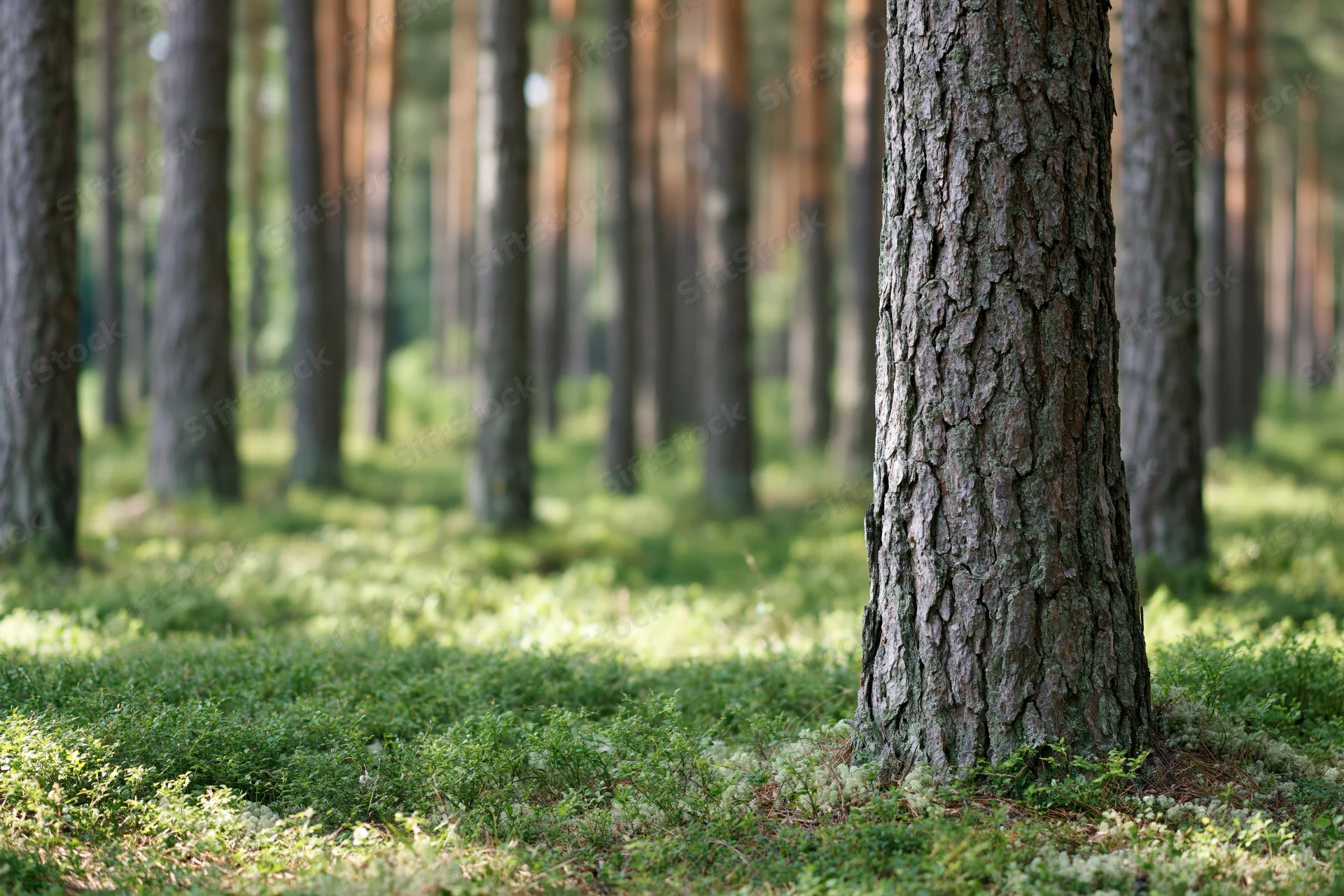 Close-up of a pine tree trunk in a boreal forest with mossy groundcover and dappled sunlight