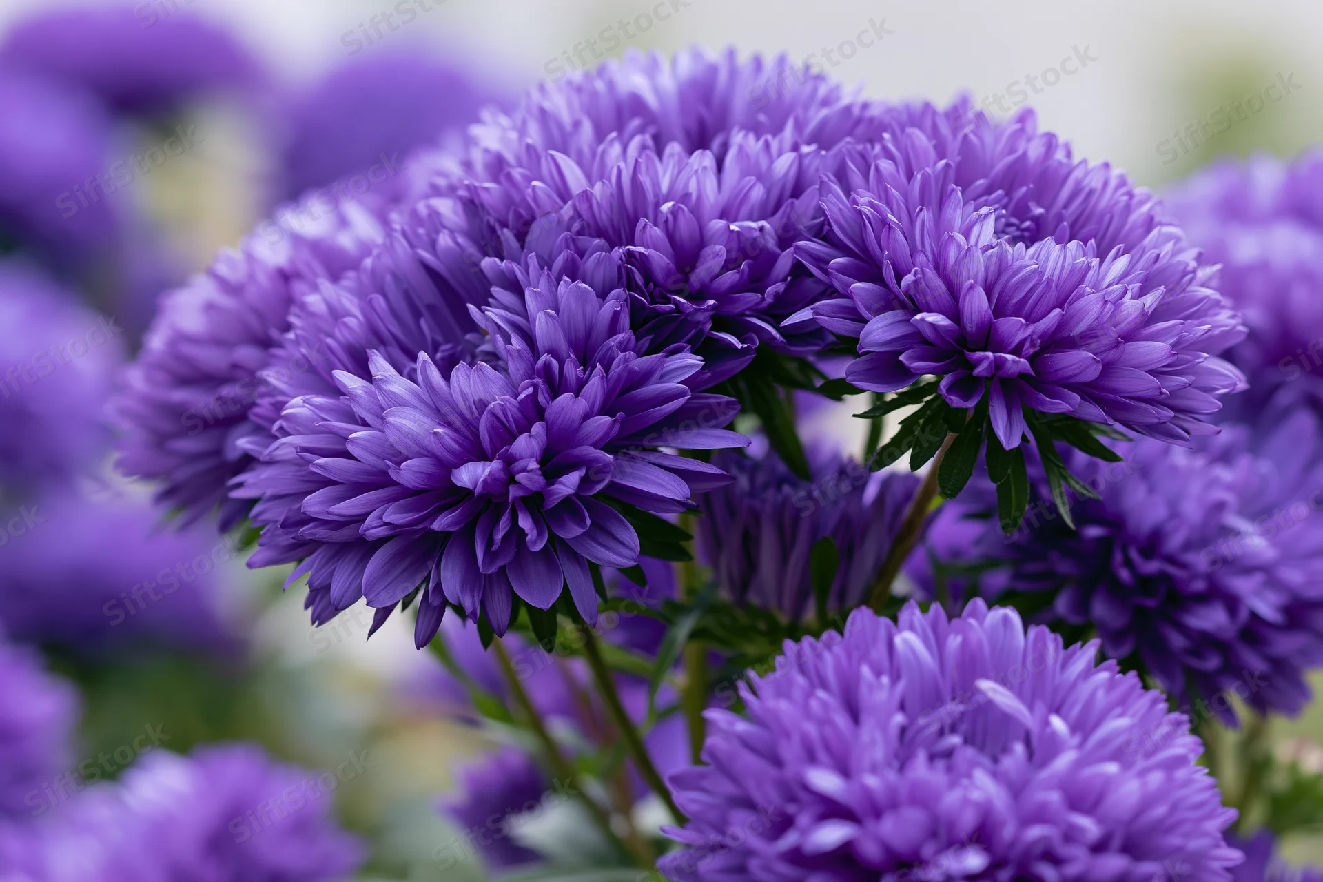 Cluster of deep violet aster flowers in full bloom with green stems and foliage in a garden setting