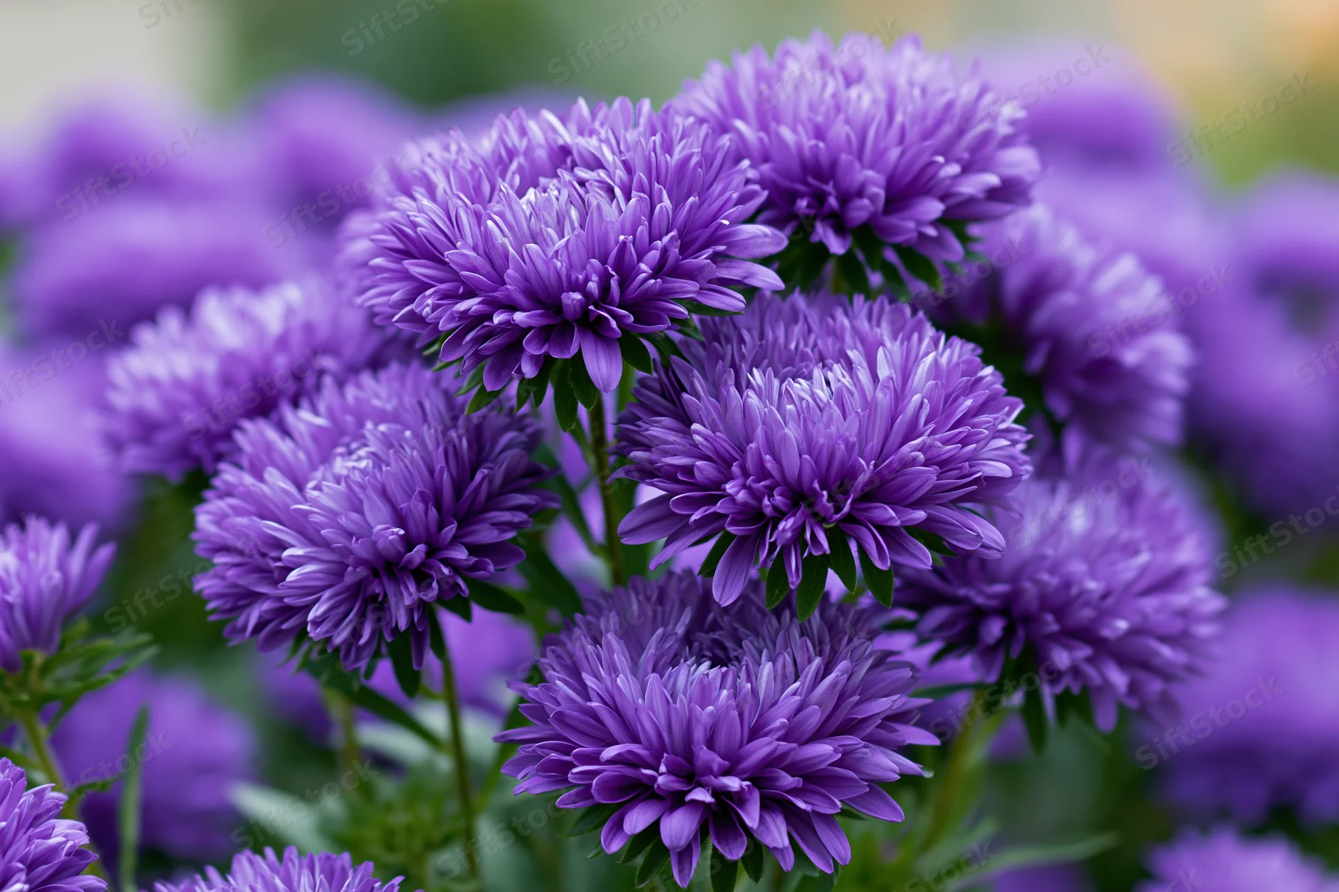 Cluster of deep violet aster flowers in full bloom in a garden setting
