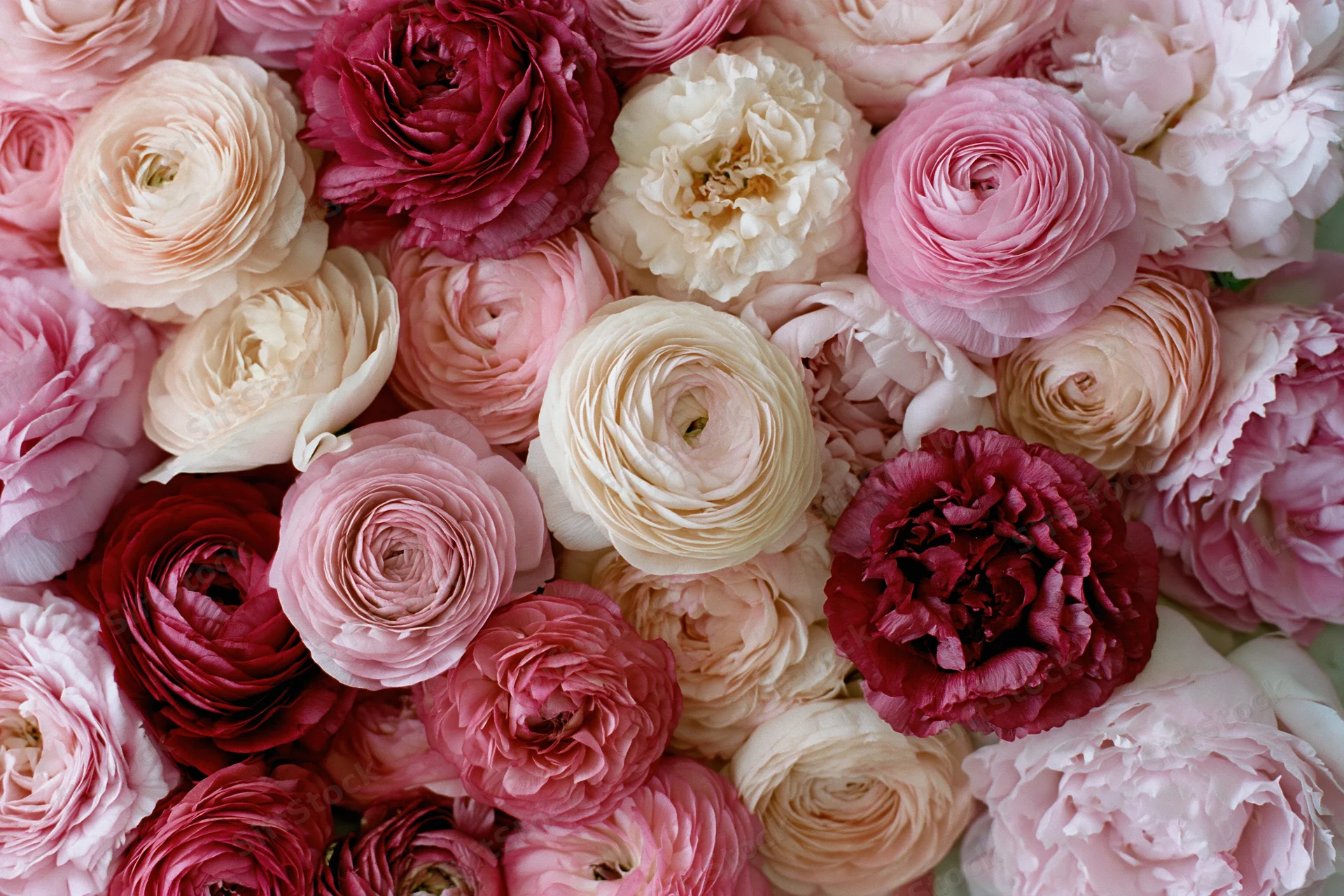 Dense cluster of ranunculus and peony-like flowers in shades of pink, red, cream and white, arranged closely together