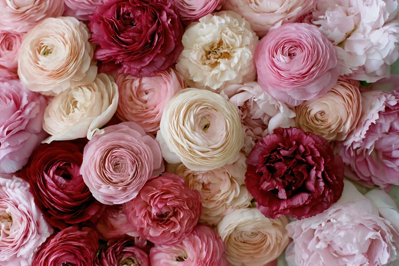 Dense cluster of ranunculus and peony-like flowers in shades of pink, red, cream and white, arranged closely together
