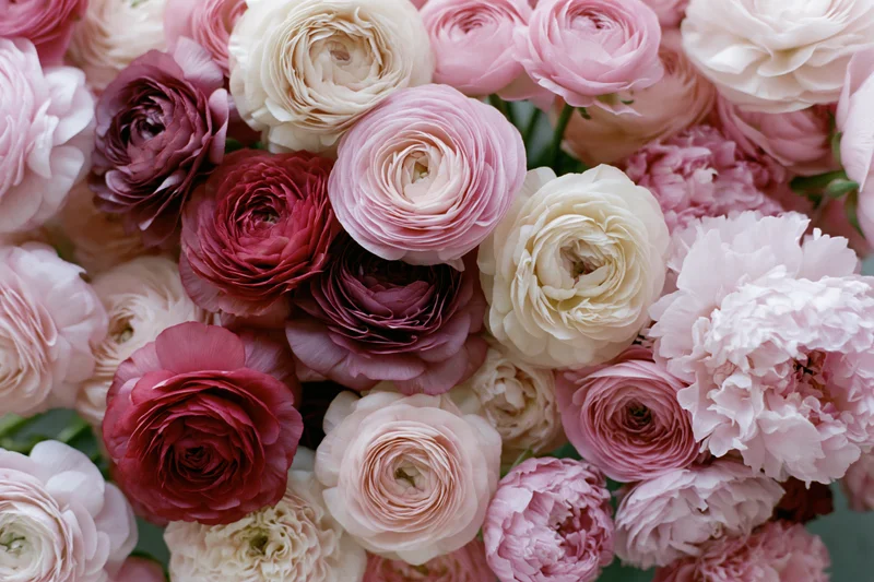 Dense cluster of ranunculus and peony-like flowers in shades of pink, white, and red