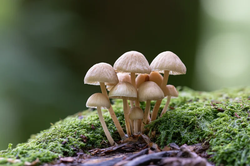 Cluster of small pale tan mushrooms growing on a moss-covered log in a forest setting