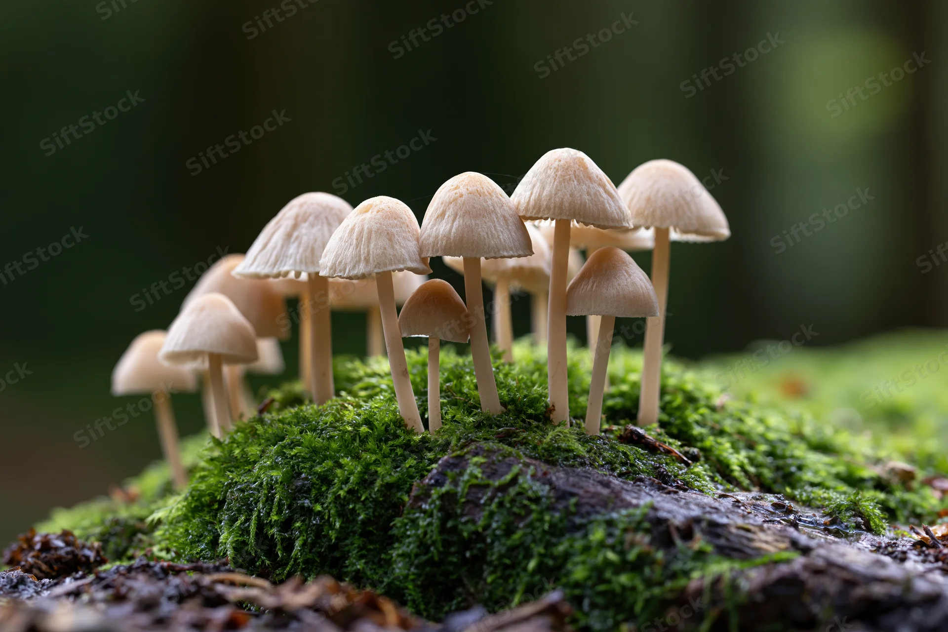 Cluster of small wild mushrooms with pale tan caps growing on moss-covered log in forest