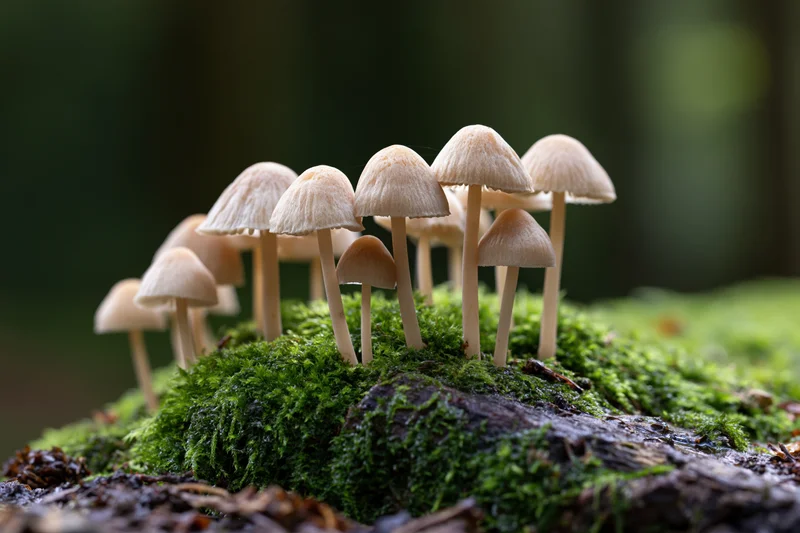 Cluster of small wild mushrooms with pale tan caps growing on moss-covered log in forest