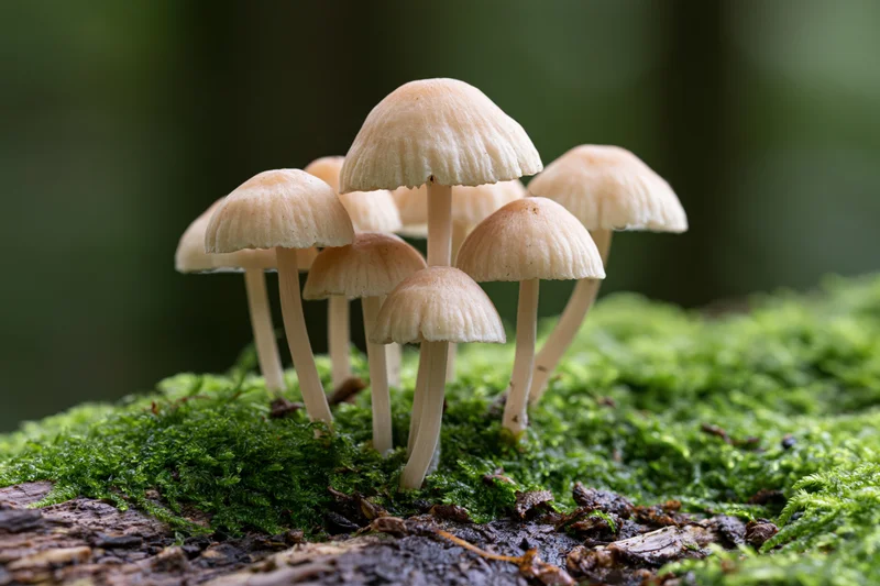 Cluster of small wild mushrooms with pale tan caps growing on mossy log in forest