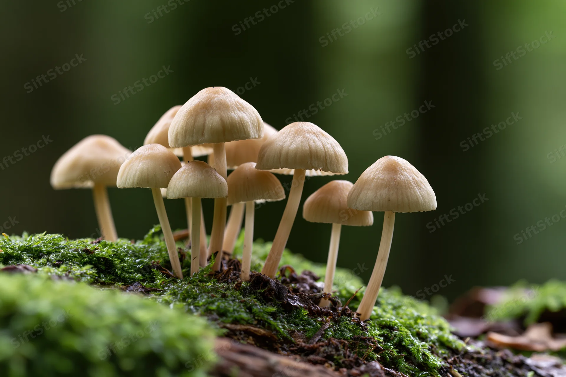 Cluster of small pale tan mushrooms growing on mossy log in forest