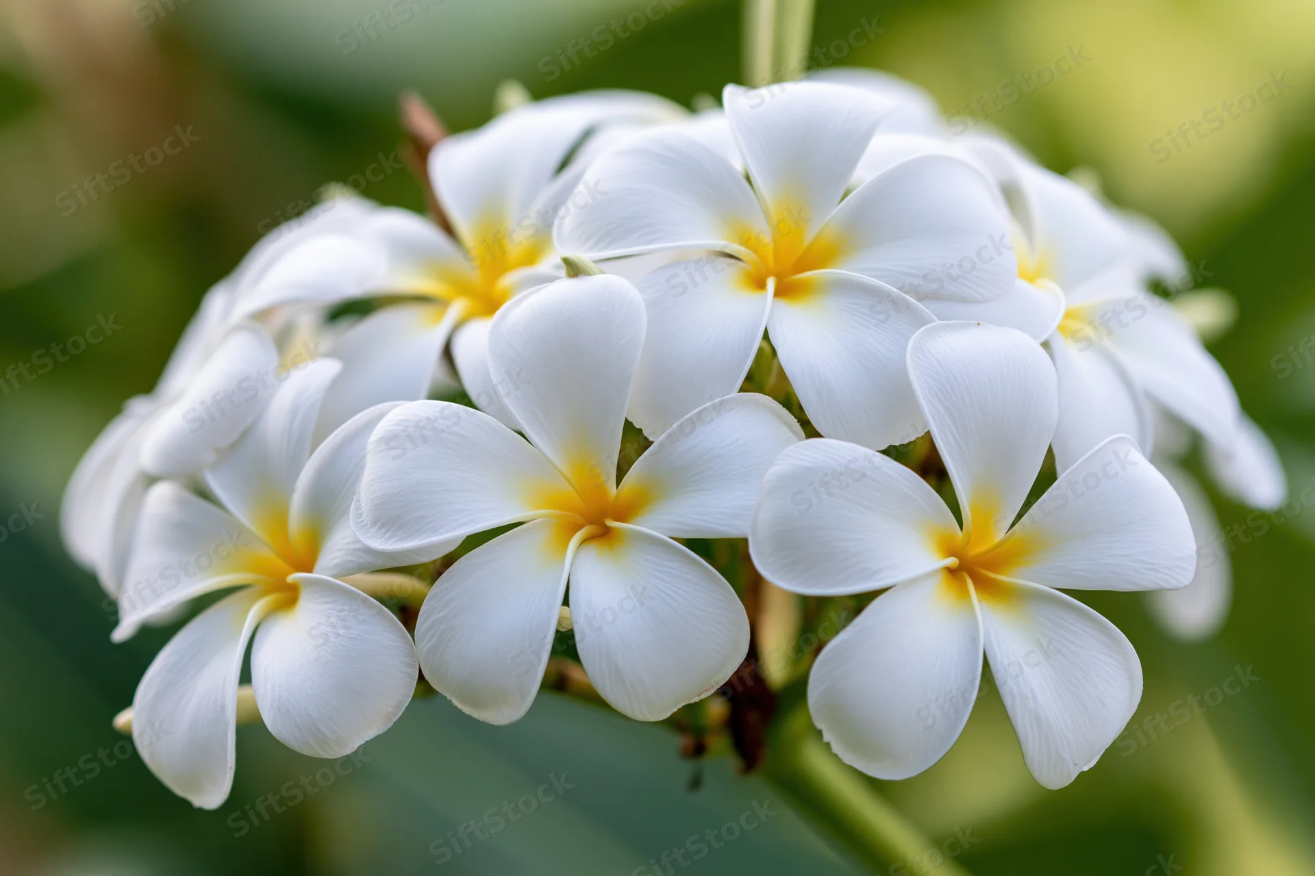 Cluster of white plumeria frangipani flowers with yellow centers in a garden setting