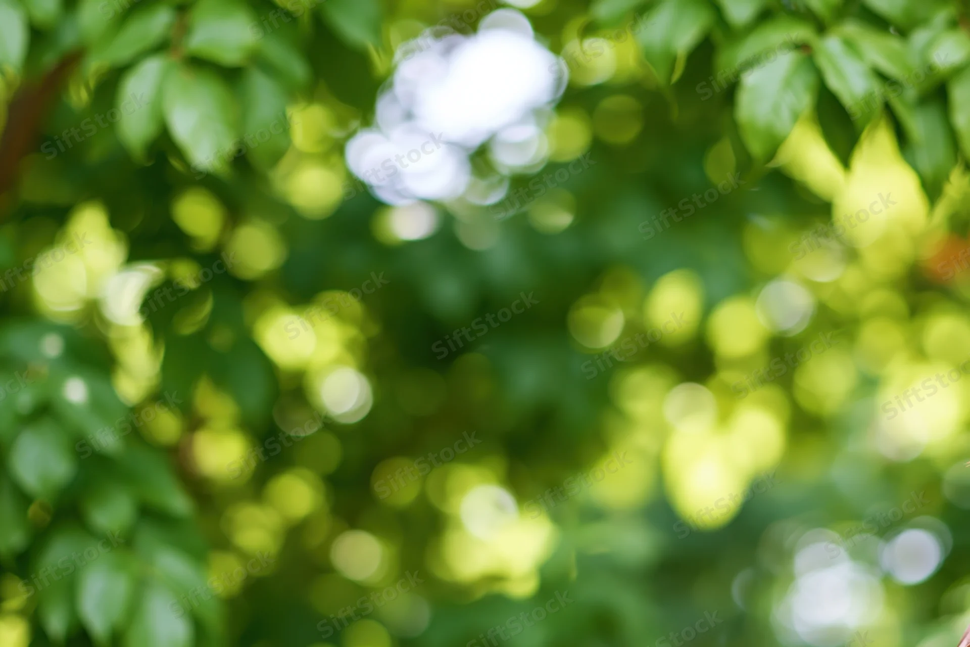 Defocused green garden foliage with bokeh light spots filling the frame
