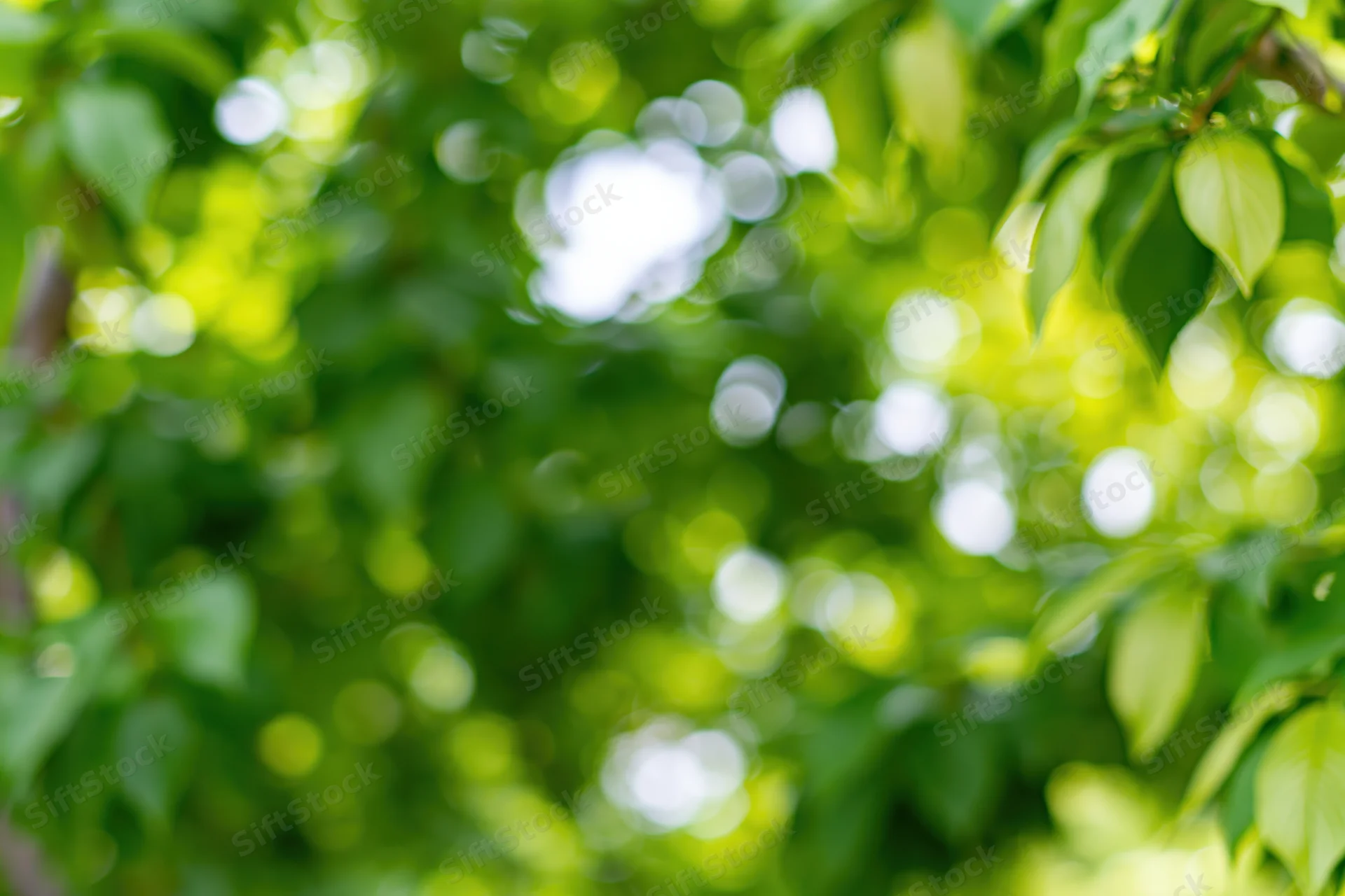 Defocused green foliage filling the frame with soft bokeh light circles