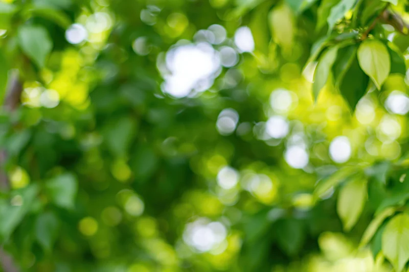 Defocused green foliage filling the frame with soft bokeh light circles