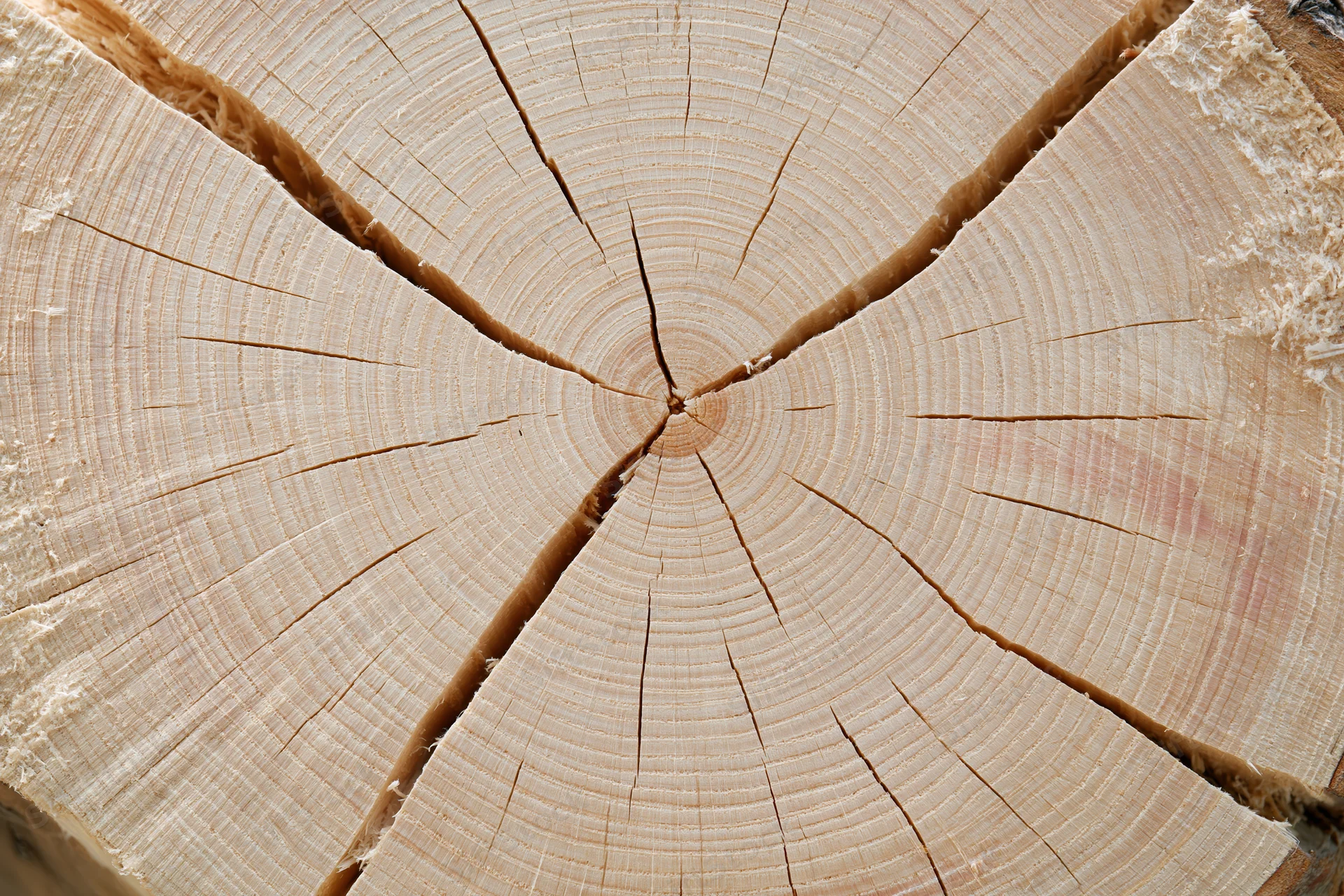 Cross-section of a freshly cut tree trunk showing growth rings and cracks