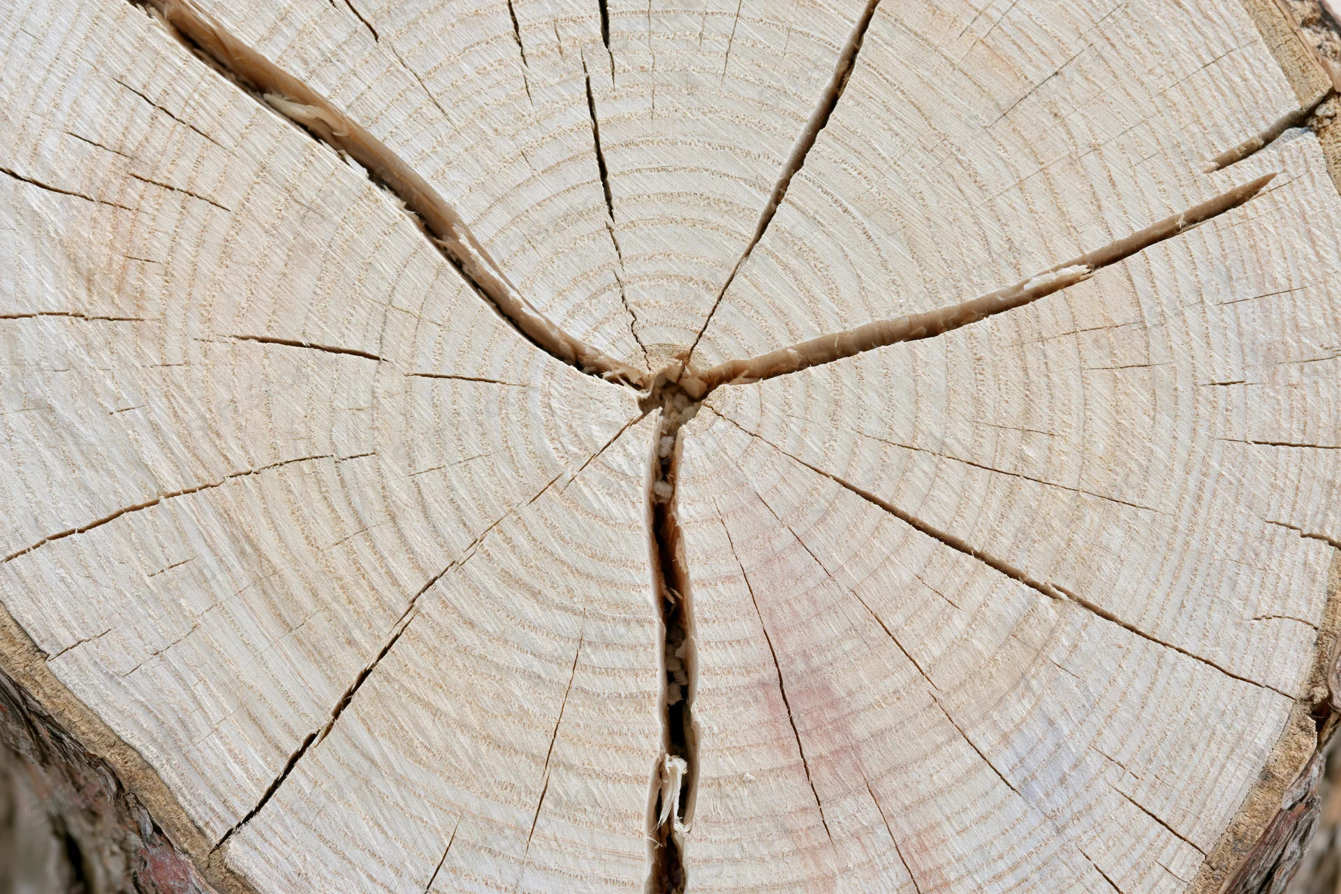 Cross-section of a freshly cut tree trunk showing growth rings and cracks